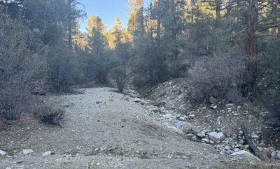 Hiking Guide: Cougar Trail in Big Bear Lake